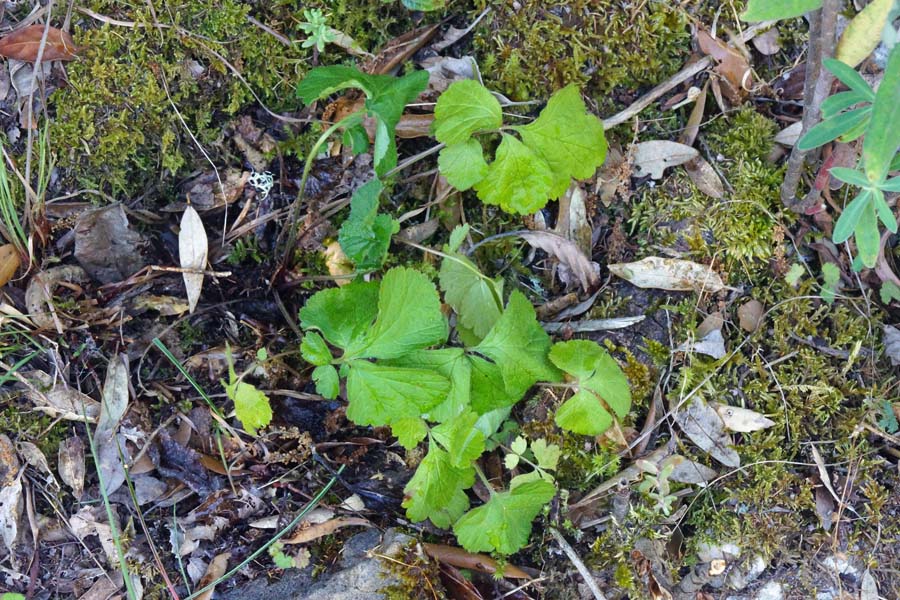 Geum urbanum - foglie basali